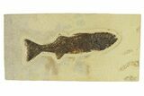 Uncommon Fish Fossil (Mioplosus) - Wall Mount #299851-1